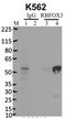 Neuronal Nuclei antibody, 702022, Invitrogen Antibodies, Immunoprecipitation image 