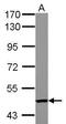 Tandem C2 Domains, Nuclear antibody, GTX123057, GeneTex, Western Blot image 