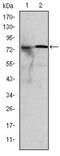 Kinesin Family Member 22 antibody, MA5-15910, Invitrogen Antibodies, Western Blot image 