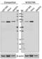 Tudor Domain Containing 3 antibody, 601201, BioLegend, Western Blot image 