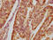Heat Shock Protein 90 Alpha Family Class A Member 1 antibody, CSB-RA011087A0HU, Cusabio, Immunohistochemistry frozen image 