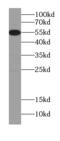 Signal Regulatory Protein Gamma antibody, FNab07876, FineTest, Western Blot image 