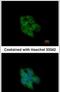 Glutaredoxin 3 antibody, PA5-31160, Invitrogen Antibodies, Immunofluorescence image 