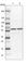 Splicing Factor 3a Subunit 3 antibody, HPA032054, Atlas Antibodies, Western Blot image 