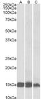 Creatine Kinase, M-Type antibody, 43-272, ProSci, Western Blot image 