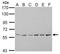 Activating signal cointegrator 1 antibody, PA5-28305, Invitrogen Antibodies, Western Blot image 