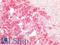 Enolase 2 antibody, LS-B16391, Lifespan Biosciences, Immunohistochemistry paraffin image 