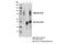 Nramp2 antibody, 15083S, Cell Signaling Technology, Immunoprecipitation image 