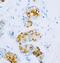 MyD10 antibody, PA1110, Boster Biological Technology, Immunohistochemistry frozen image 