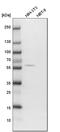 OTU Deubiquitinase 1 antibody, HPA038504, Atlas Antibodies, Western Blot image 