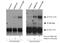 Armadillo Repeat Containing X-Linked 3 antibody, 25705-1-AP, Proteintech Group, Immunoprecipitation image 