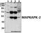 MAPK Activated Protein Kinase 2 antibody, A01193S328, Boster Biological Technology, Western Blot image 