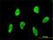 Retroviral integration site protein Fli-1 antibody, H00002313-M01, Novus Biologicals, Immunocytochemistry image 