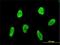 Fli-1 Proto-Oncogene, ETS Transcription Factor antibody, H00002313-M01, Novus Biologicals, Immunocytochemistry image 