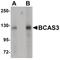BCAS3 Microtubule Associated Cell Migration Factor antibody, PA5-20906, Invitrogen Antibodies, Western Blot image 