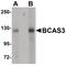 BCAS3 Microtubule Associated Cell Migration Factor antibody, PA5-20906, Invitrogen Antibodies, Western Blot image 