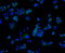 Filamin A antibody, 13-840, ProSci, Immunofluorescence image 