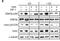 RPTOR Independent Companion Of MTOR Complex 2 antibody, NB100-612, Novus Biologicals, Western Blot image 