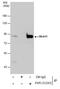 MRE11 Homolog, Double Strand Break Repair Nuclease antibody, PA5-31262, Invitrogen Antibodies, Immunoprecipitation image 