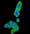 Fumarylacetoacetate Hydrolase antibody, abx026534, Abbexa, Immunofluorescence image 
