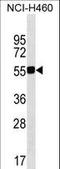 Glutaminyl-TRNA Amidotransferase Subunit QRSL1 antibody, LS-C158778, Lifespan Biosciences, Western Blot image 