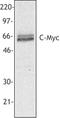 c-Myc antibody, TA327949, Origene, Western Blot image 
