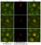 Sirtuin 2 antibody, M00433-3, Boster Biological Technology, Immunofluorescence image 