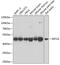 Eukaryotic Translation Elongation Factor 1 Gamma antibody, 23-259, ProSci, Western Blot image 