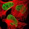 HEXIM P-TEFb Complex Subunit 1 antibody, NBP1-85559, Novus Biologicals, Immunofluorescence image 
