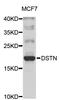 Destrin, Actin Depolymerizing Factor antibody, STJ111222, St John