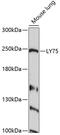 Lymphocyte Antigen 75 antibody, 13-405, ProSci, Western Blot image 