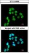 Small RNA Binding Exonuclease Protection Factor La antibody, GTX113555, GeneTex, Immunofluorescence image 