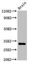 Deoxyribonuclease 1 antibody, CSB-PA007049LA01HU, Cusabio, Western Blot image 