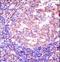 RNA Binding Motif Protein 12 antibody, LS-C162486, Lifespan Biosciences, Immunohistochemistry paraffin image 