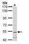 Syntrophin Beta 2 antibody, TA308182, Origene, Western Blot image 