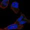 Myotubularin Related Protein 1 antibody, HPA002977, Atlas Antibodies, Immunocytochemistry image 