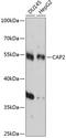 Cyclase Associated Actin Cytoskeleton Regulatory Protein 2 antibody, 15-500, ProSci, Western Blot image 