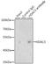 Histone Deacetylase 3 antibody, 18-528, ProSci, Immunoprecipitation image 
