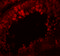 Cysteine Rich Secretory Protein 2 antibody, 5873, ProSci Inc, Immunofluorescence image 
