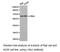 Cyclin C antibody, LS-C192993, Lifespan Biosciences, Western Blot image 