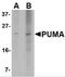 BCL2 Binding Component 3 antibody, PM-4523, ProSci, Western Blot image 