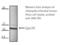 Heat Shock Protein Family E (Hsp10) Member 1 antibody, NB120-13526, Novus Biologicals, Western Blot image 