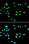 RuvB Like AAA ATPase 1 antibody, LS-C334243, Lifespan Biosciences, Immunofluorescence image 