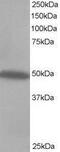 C-Terminal Src Kinase antibody, GTX74502, GeneTex, Western Blot image 