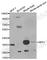 Sirtuin 2 antibody, A0273, ABclonal Technology, Western Blot image 