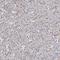 Thyroid Hormone Receptor Interactor 13 antibody, HPA005727, Atlas Antibodies, Immunohistochemistry frozen image 