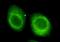 Chromodomain Helicase DNA Binding Protein 3 antibody, A03200, Boster Biological Technology, Immunofluorescence image 