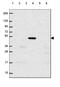 Bone Morphogenetic Protein 4 antibody, HPA066235, Atlas Antibodies, Western Blot image 