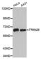 Tripartite Motif Containing 29 antibody, abx003438, Abbexa, Western Blot image 