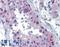 Rhox Homeobox Family Member 2 antibody, LS-B3518, Lifespan Biosciences, Immunohistochemistry frozen image 